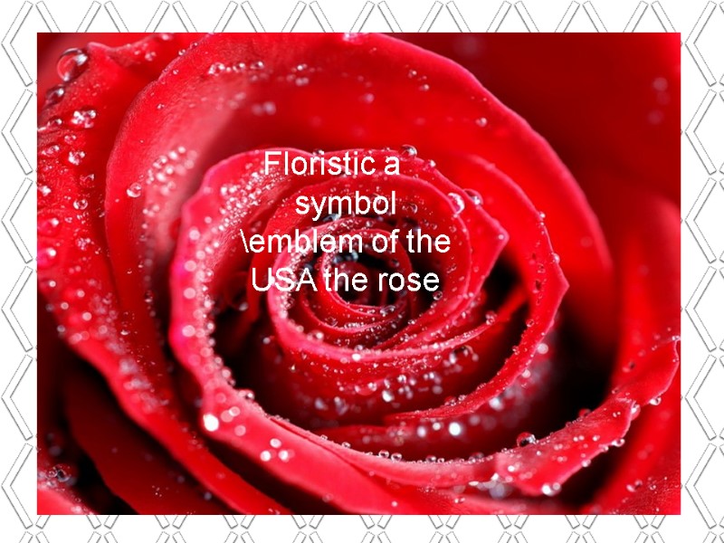 Floristic a symbol \emblem of the USA the rose